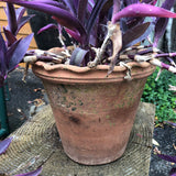 Antique style handmade greenhouse flower pots, scallop rim 6 x #2 - Pots de serre