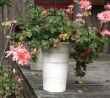 Long Tom cylinder handmade greenhouse flower pot,  set of 2 - Pots de serre